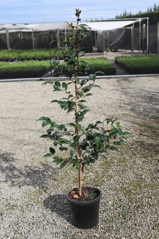 A young Camellia japonica 'Volunteer' with glossy green leaves growing in a 10" black pot, placed on a gravel surface with greenhouses in the background.