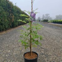 Wisteria 'Amethyst Falls' 8" Pot