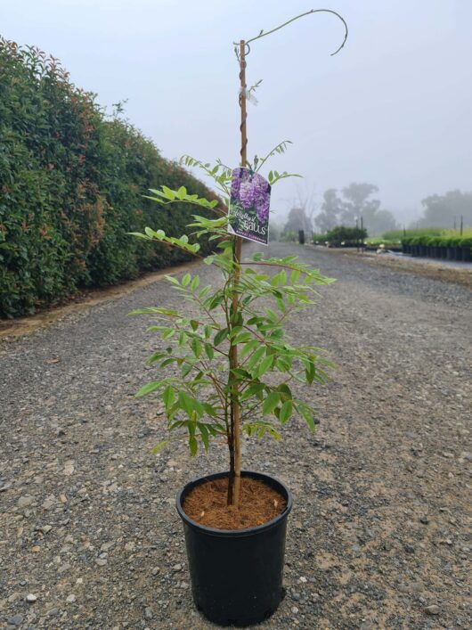 Wisteria 'Amethyst Falls' 8" Pot