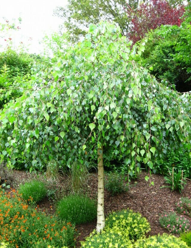 Betula Silver Birch Weeping O, Weeping Trees For Small Gardens Australia