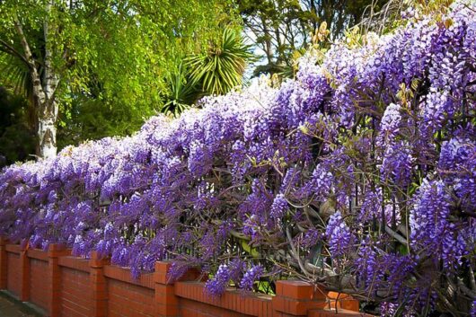 Wisteria 'Amethyst Falls'