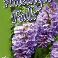 Wisteria 'Amethyst Falls' 8" Pot
