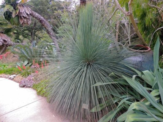 Large spiky blue-green Xanthorrhoea 'Grass Tree' 10" Pot resembling a firework display, surrounded by assorted greenery and a footpath, in a garden setting.