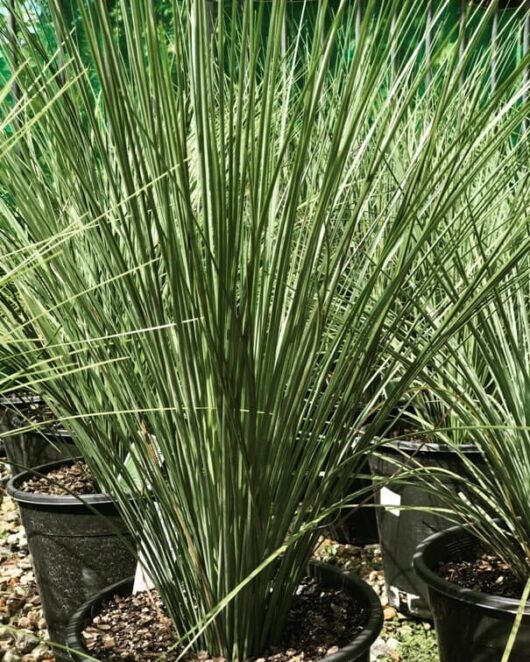 Xanthorrhoea 'Grass Tree' plants in 10" black pots, displaying long, vibrant green blades, against a background of similar foliage.