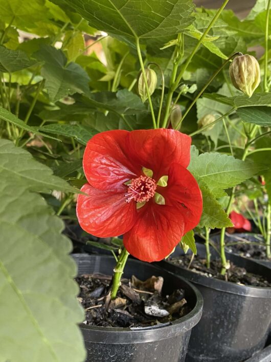 An Abutilon 'Red' blooms vibrantly with a prominent center and green leaves in a sleek black plastic 6" pot.