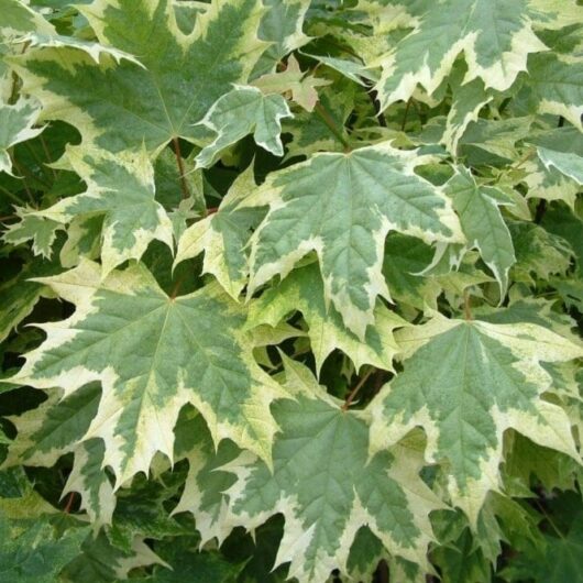 Acer 'Norway Maple' Variegated Maple leaves with white patterns in a 13" pot.