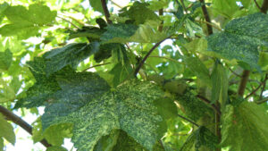 Acer Pseudoplatanus "Leopoldii"