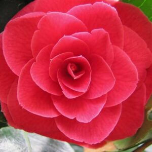 Camellia "Black Tie"