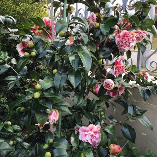 Blooming Camellia japonica 'Volunteer' 10" Pot flowers peeking through a wrought iron fence.