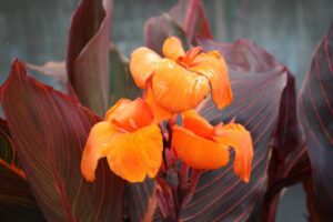 Canna Americana "Canna Lily"