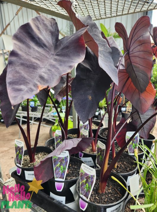 Colocasia 'Black Magic' Elephant Ear 6" Pot plants, also known as 'elephant ear', on display for sale in a greenhouse.