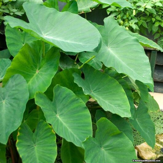 Colocasia "Elephant's Ears"