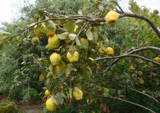 A Cydonia 'Smyrna Quince' 12" Pot tree heavily laden with ripe fruit.