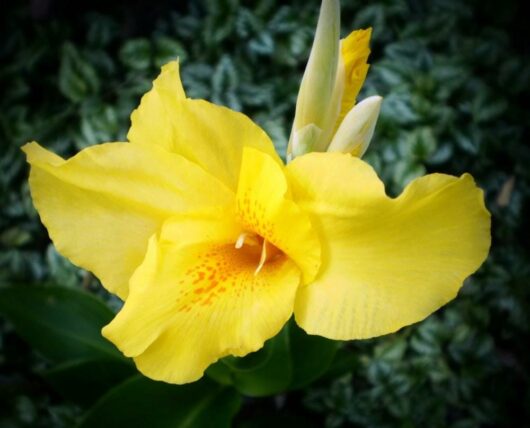 A vibrant Canna Lily 'Lemon Gem' with a spotted throat, against a backdrop of green foliage in an 8" Pot.