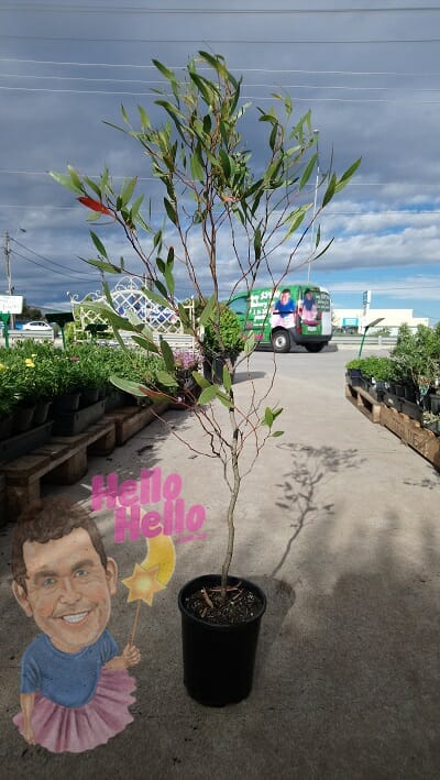 eucalyptus lehmannii 6inch pot In Store @ Hello Hello Plants