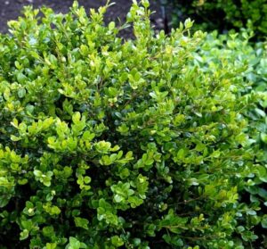 Buxus Faulkner Boxwood