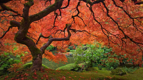 Marvellous Maples