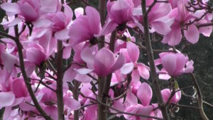 Magnolia "Sweetheart"