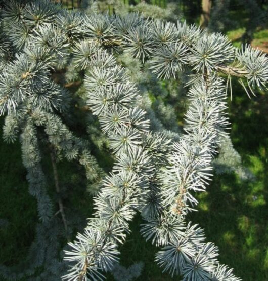 Cedrus 'Blue Atlas Cedar' @ Hello Hello Plants