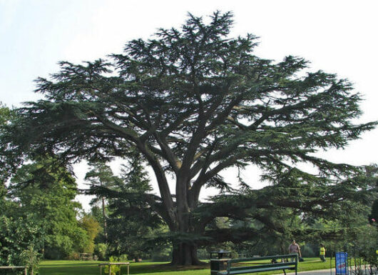 Cedrus "Lebanese Cedar"