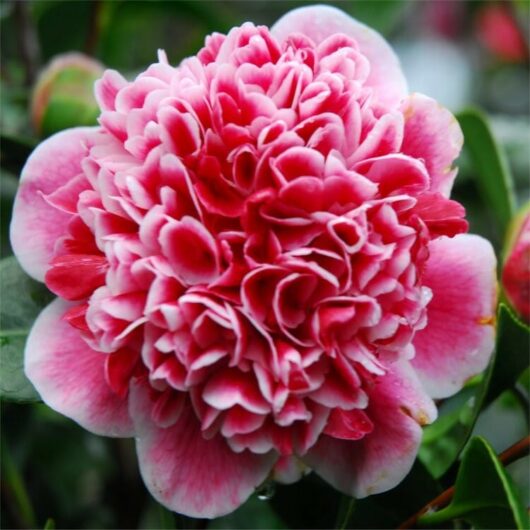 Camellia "Volunteer"