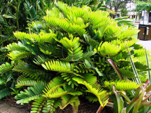 Zamia "Cardboard Cycad"