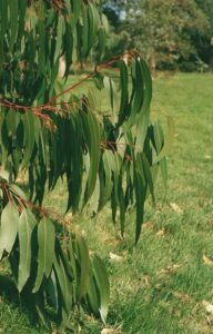Eucalyptus "Black Peppermint Gum"