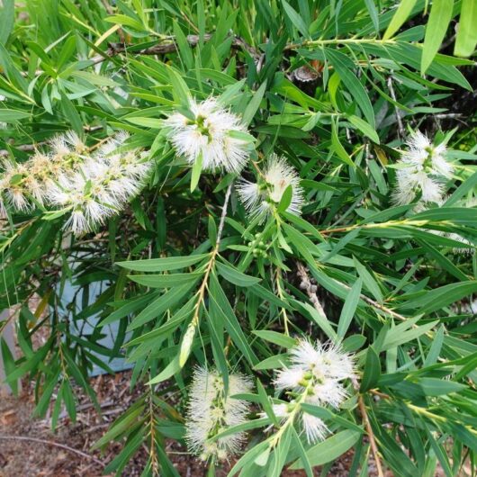 Callistemon "Wilderness White"