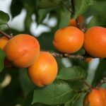 Apricot Tree "Goodrich"
