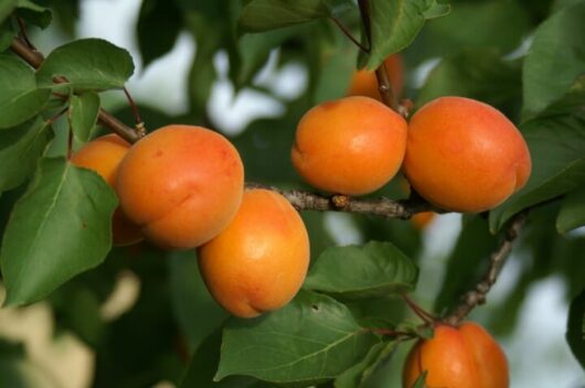 Apricot Tree "Goodrich"