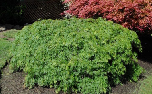 Japanese Maple "Sekimori"