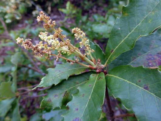 Close-up of a Quercus 'Portuguese Oak' featuring green, serrated leaves and small clusters of yellowish flowers on its central stem, thriving in a 16" pot.