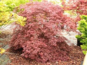 Japanese Maple "Octopus"