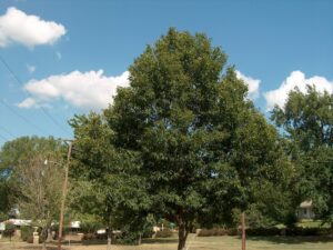 Quercus "Sawtooth Oak"