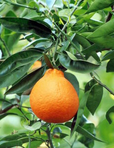 Minneola Tangelo