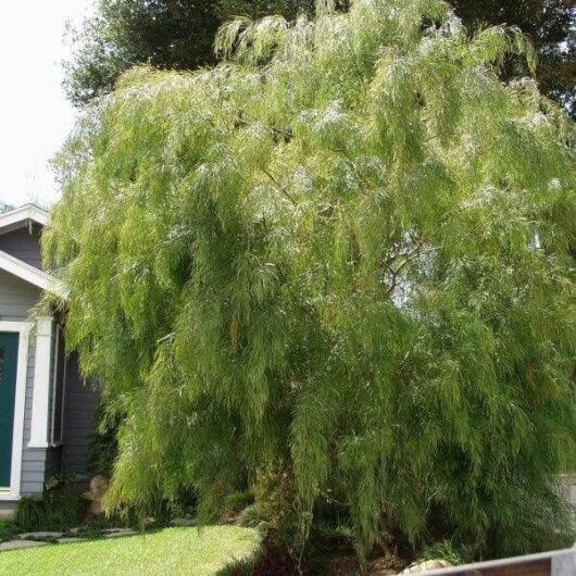 Lush weeping willow tree next to a gray house with a shingled roof under a clear sky, featuring an Acacia 'Narrow Leaf Bower Wattle' in a 10" pot.
