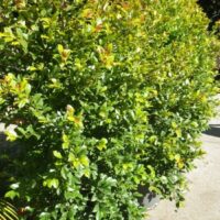 Lilly Pilly "Backyard Bliss"