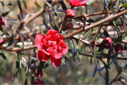 Burgundy Queen Tea Tree