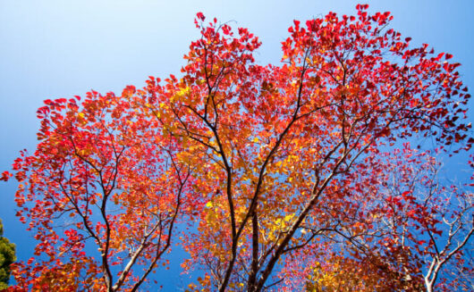 A colorful autumn canopy with red and orange leaves from the Triadica 'Chinese Tallow' tree against a clear blue sky.