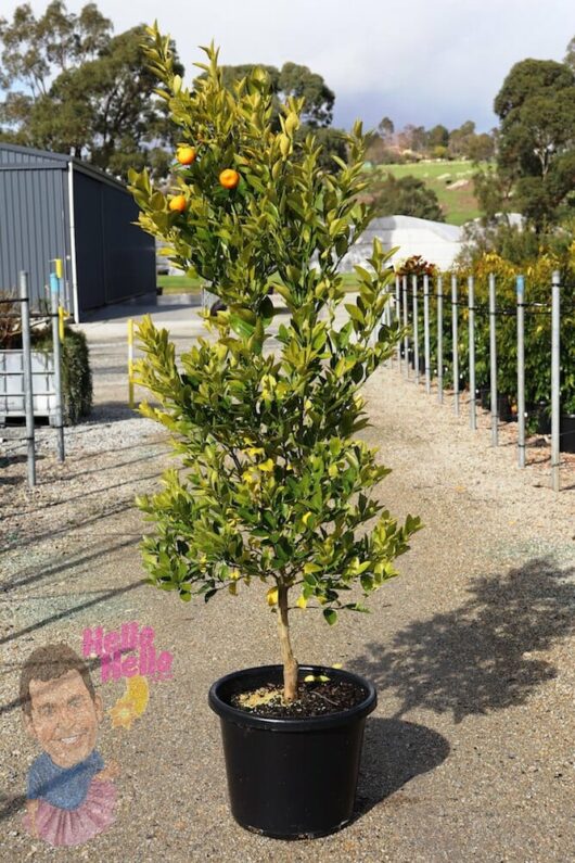 Citrus Cumquat Calamondin 16" Pot @ Hello Hello Plants