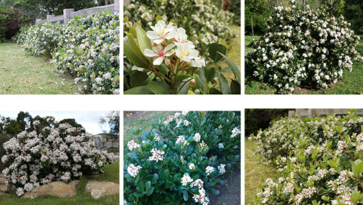 Collage of six images showing various views of blooming white Rhaphiolepis 'Cosmic White' Indian Hawthorn bushes in different settings, including close-ups and garden landscapes.