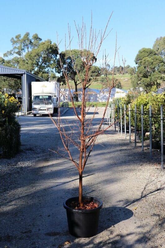 A Lagerstroemia 'Sioux' Crepe Myrtle 16" Pot tree, positioned on a concrete surface in a semi-industrial area with a truck and buildings in the background under a clear sky.