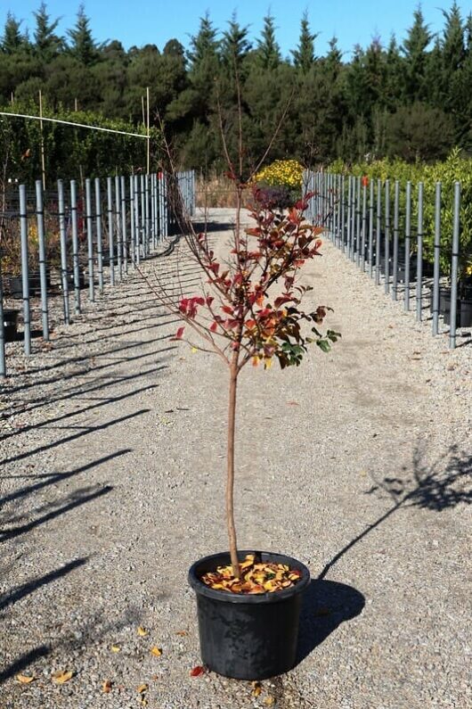Lagerstroemia 'Zuni' Crepe Myrtle in a 12" black pot on a gravel path with rows of metal stakes and trees in the background under a clear sky.