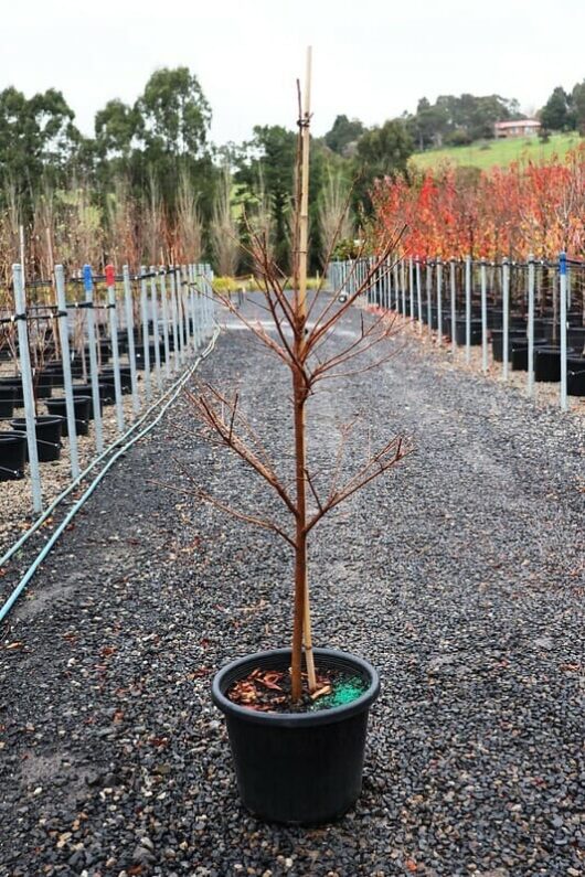 A leafless young Lagerstroemia 'Zuni' Crepe Myrtle 16" Pot planted in a black 16" pot, set on a gravel path within a tree nursery with rows of plants.