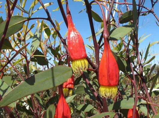 Red and yellow flowers on a Eucalyptus 'Fuchsia Gum' 12" Pot tree with narrow green leaves against a blue sky.