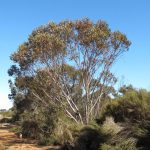 Eucalyptus "Fuchsia Gum"