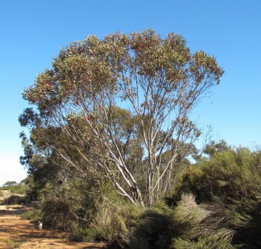 Eucalyptus "Fuchsia Gum"