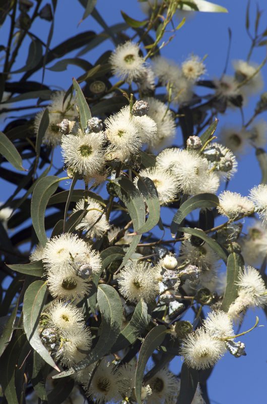 Eucalyptus globulus blue box gum tree fluffy creamy white flowers with silvery grey blue leaves. Tasmanian Blue Gum
