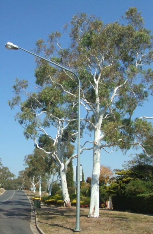 Eucalyptus "Brittle Gum"