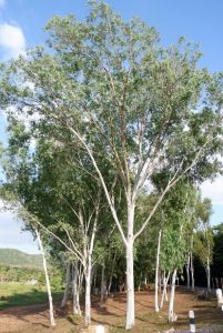 Eucalyptus melliodora Yellow Box Australian Gum Tree with beautiful white trunk and green foliage yellow flowers.